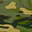 Multicam Tropic